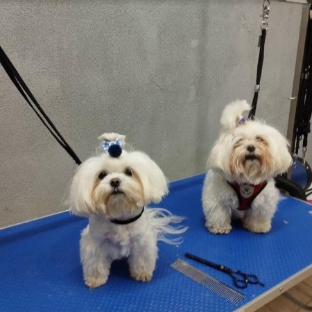 Dwa małe pieski po pielęgnacji